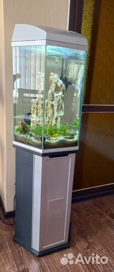 Аквариум шестиганник с тумбой. Оснащение в подарок