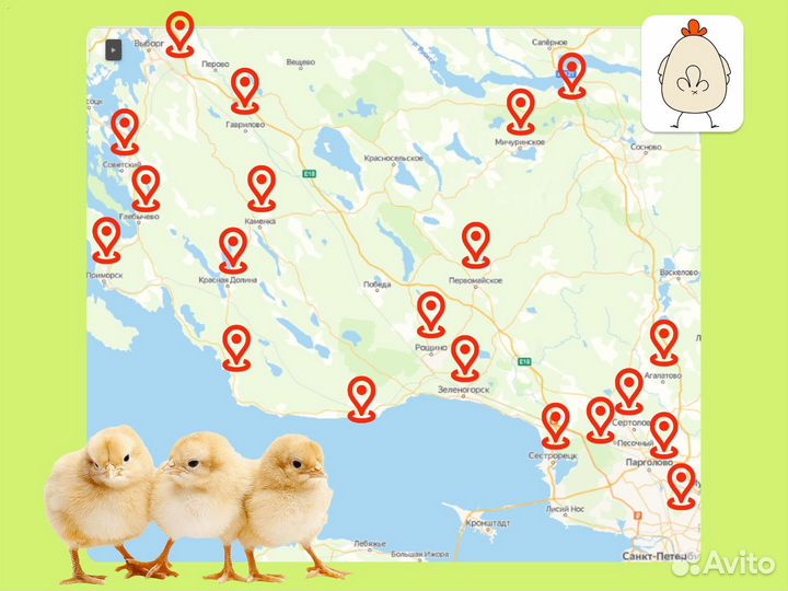 Подрощенный корнишон/цыплёнок табака