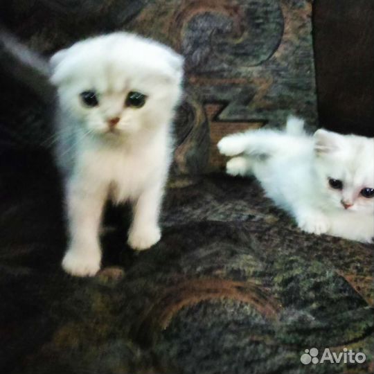 Кошки шотландцы