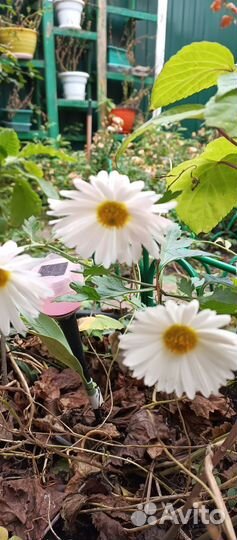 Хризантема