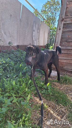 Собака шарпей