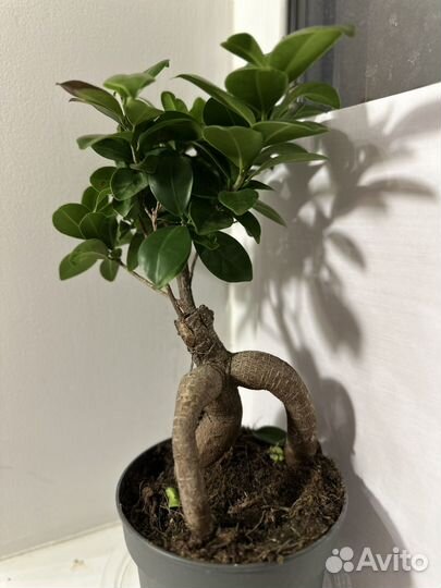 Фикус микрокарпа Бонсай