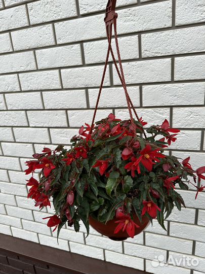 Бегония беллекония