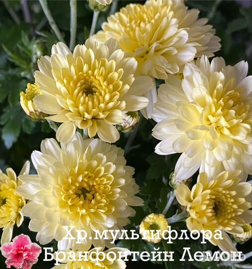 Хризантема мультифлора