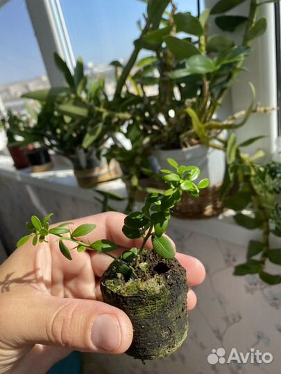 Микроцитрус