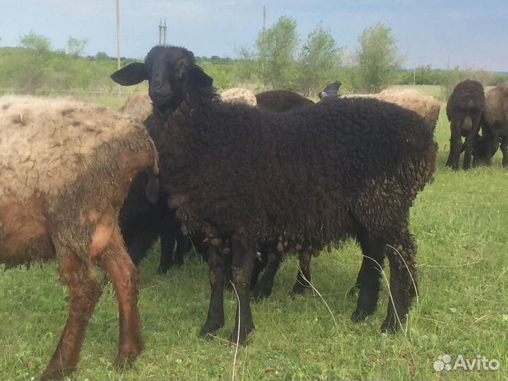 Овцы бараны