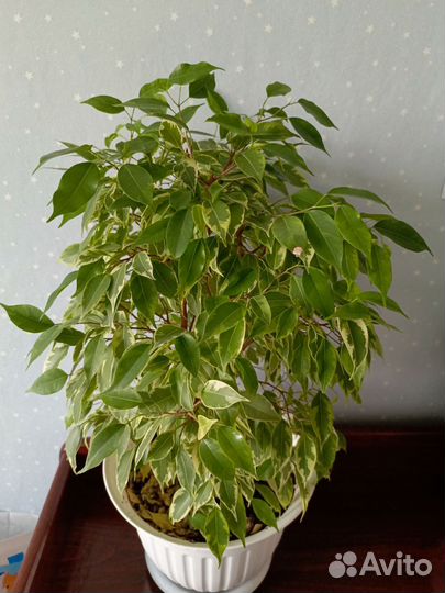 Фикус бенджамина Кинки