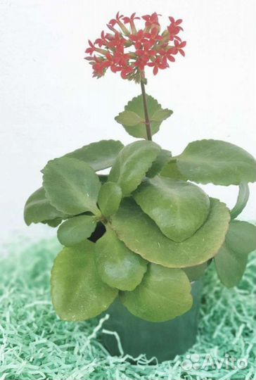 Каланхоэ цветущий