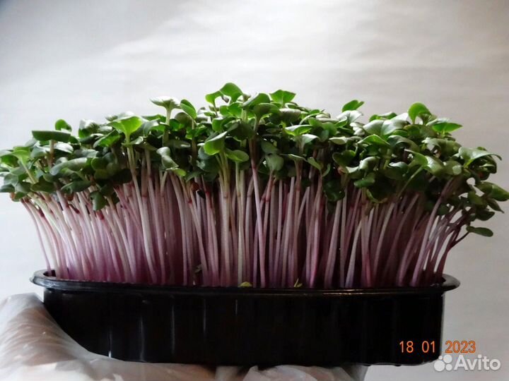 Микрозелень на заказ