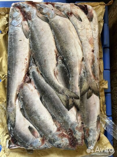 Рыба горбуша 2023 год