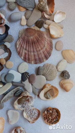 Ракушки грунт аквариум