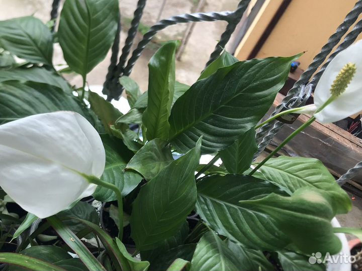 Спатифилум, женское счастье