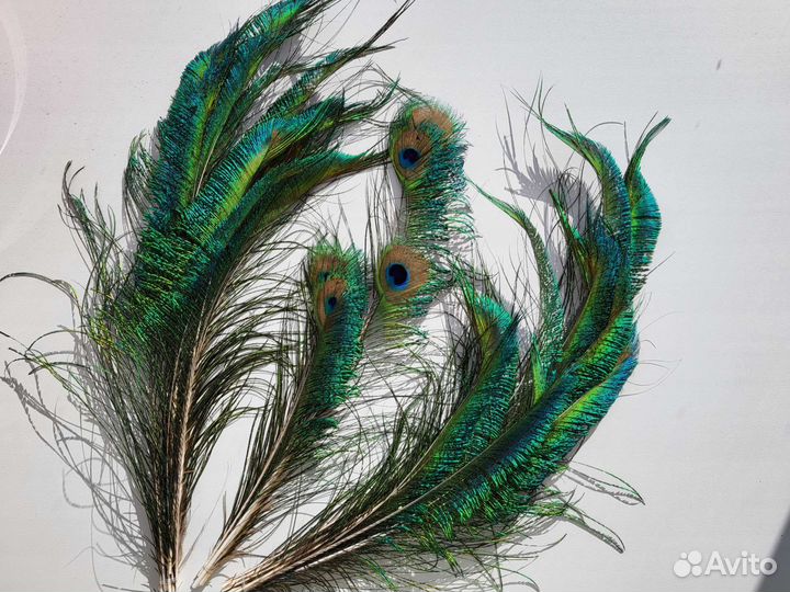 Перья павлина натуральные