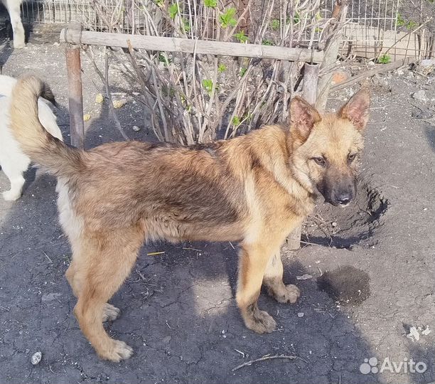 Щенок девочка 8 месяцев