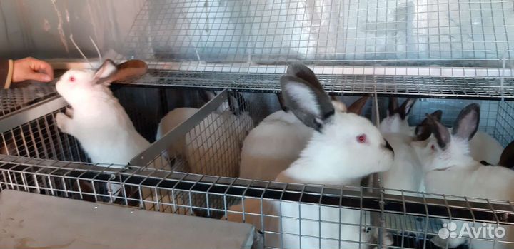 Кролики на племя