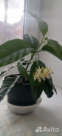 Хойя мультифлора