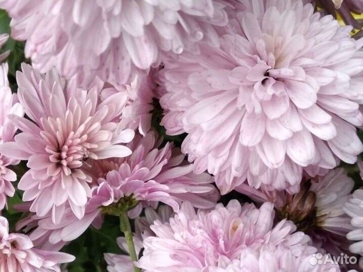 Хризантемы