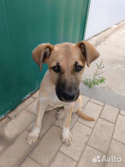 Отдам в добрые руки