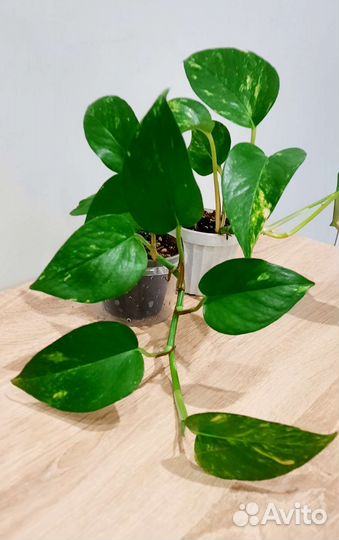 Сциндапсус золотистый