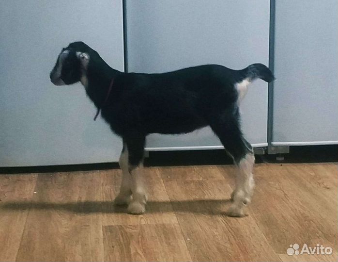 Козы ламанча