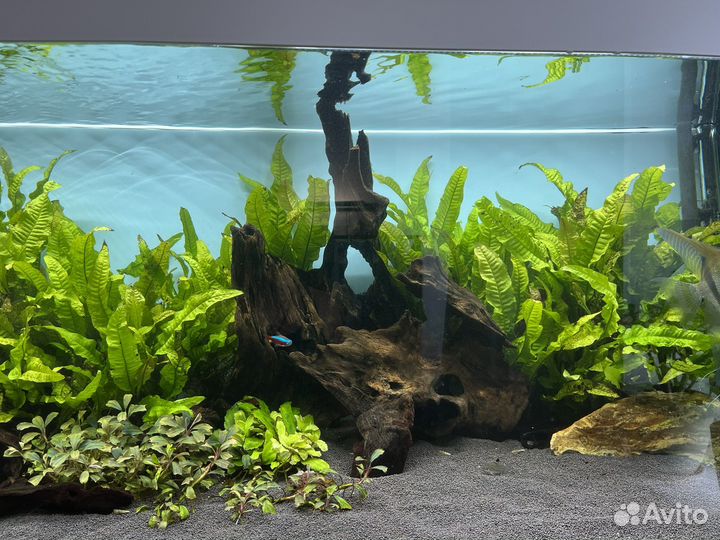 Коряга для аквариума (дуб)