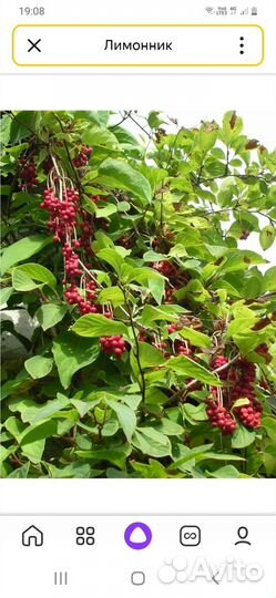 Саженцы китайского лимонника