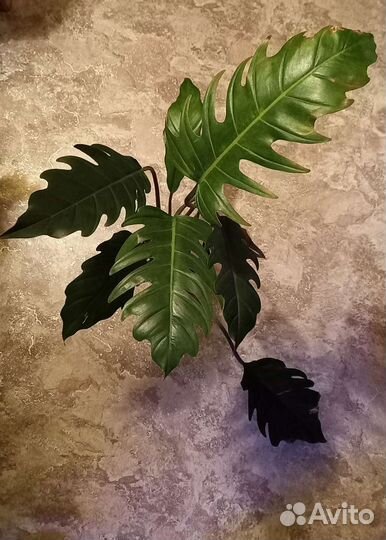 Филодендроны