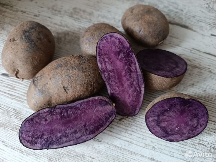 Фиолетовый картофель Салблю на посадку