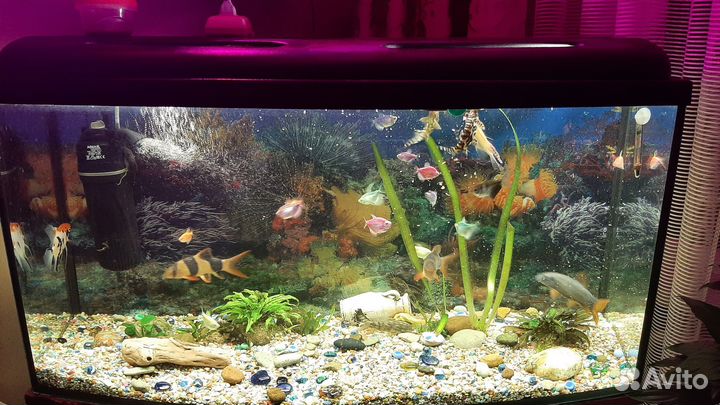 Аквариум