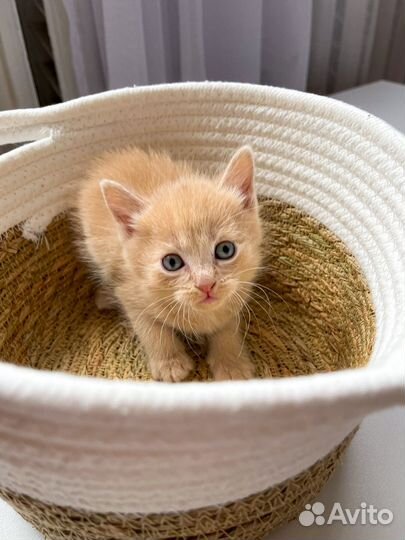 Котята