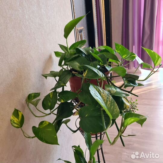 Сциндапсус