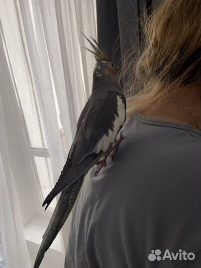 Ручная девочка корелла