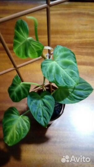 Филодендрон бородавчатый/Ph.verrucosum/Ароидные