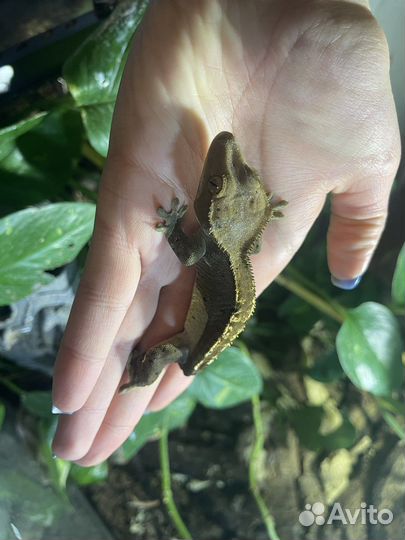 Самка реснитчатого бананоеда