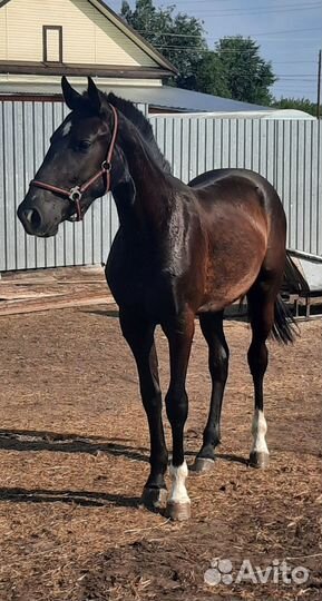 Продам лошадь