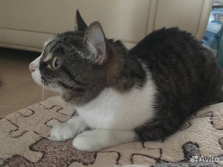 Кошка в дар бесплатно