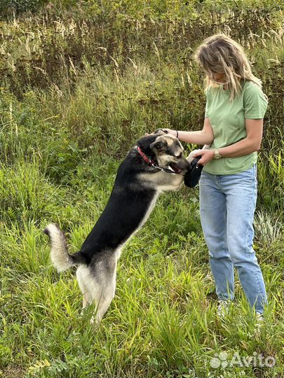 Молодой пёс из приюта ищет дом