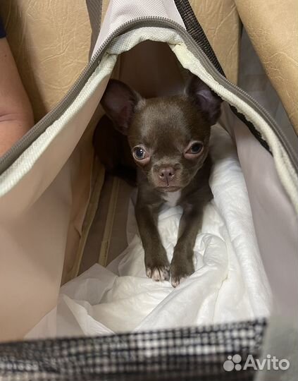 Rurri переноска для кошек и собак мелкого размера