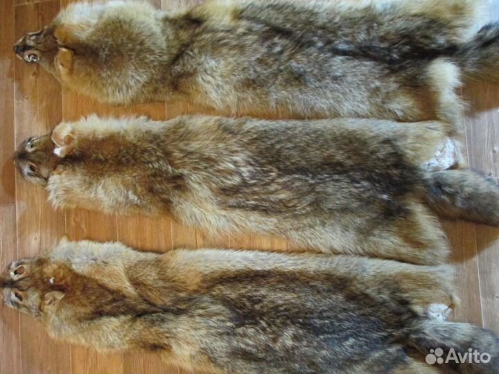 Шкура волка