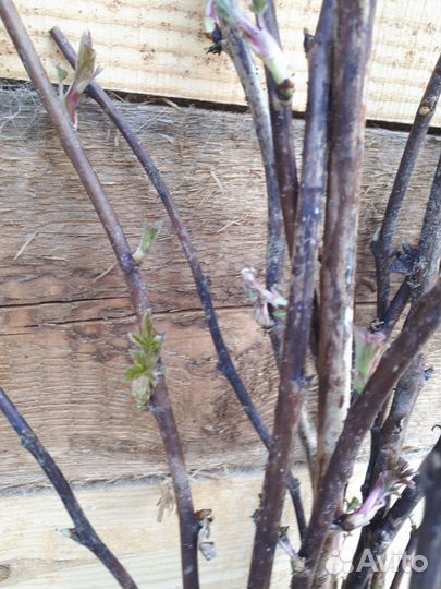 Саженцы малины 