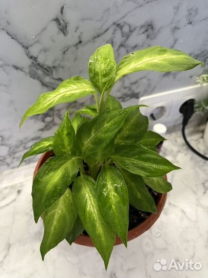 Диффенбахия камилла