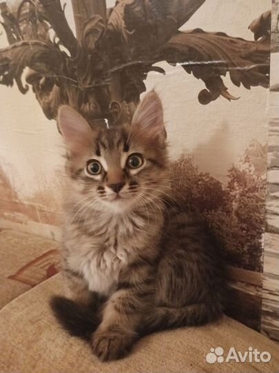 Кошка в дар бесплатно