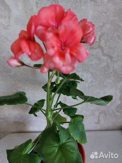 Пеларгония герань