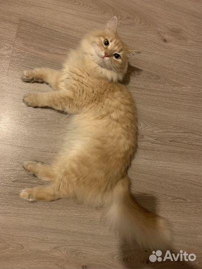 Отдам в добрые руки