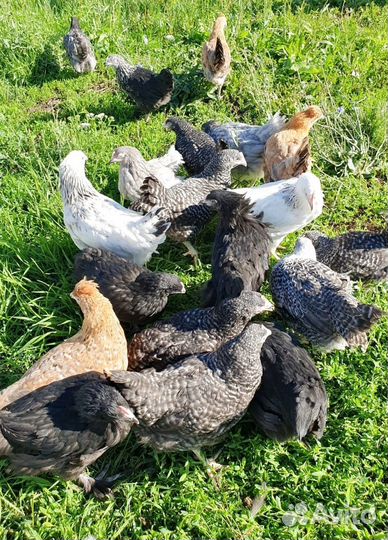 Куры несушки различных расцветок