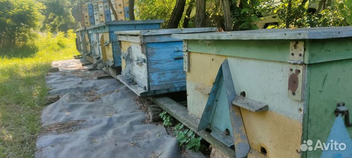 Мед подсолнечный оптом