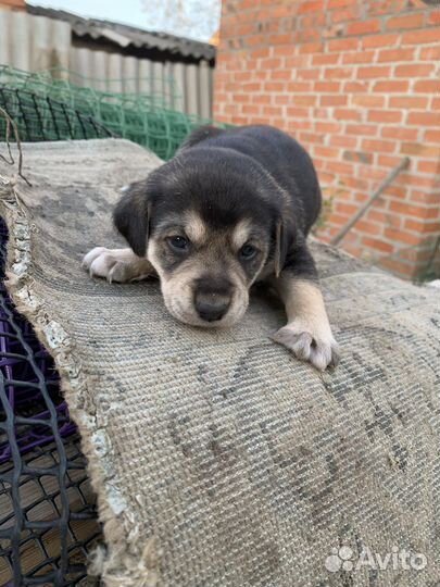 Щенок в добрые руки бесплатно