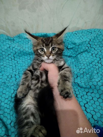Котята мейн-кун