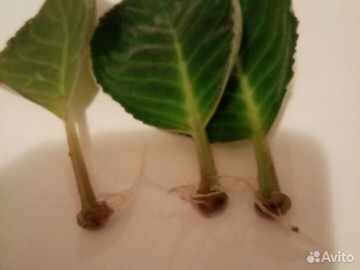 Глоксиния, тидея