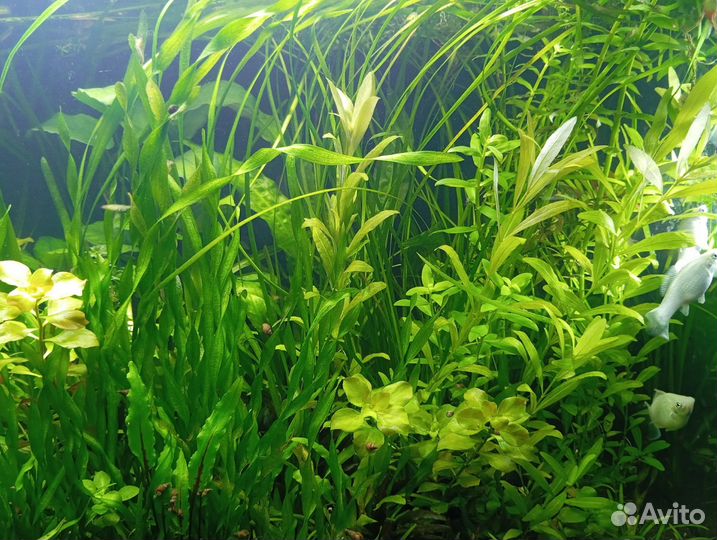 Аквариумные растения
